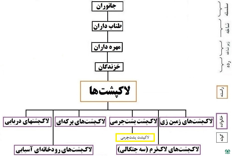  طبقه‌بندی گونه لاکپشت چرمی